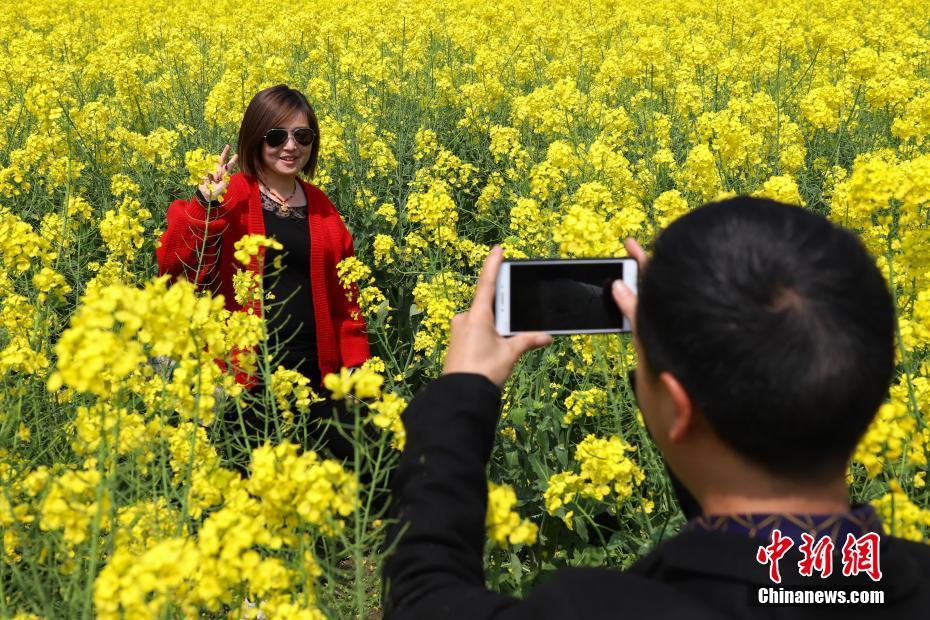 満開の菜の花畑に浮かぶ「龍」の文字　貴州省安順市