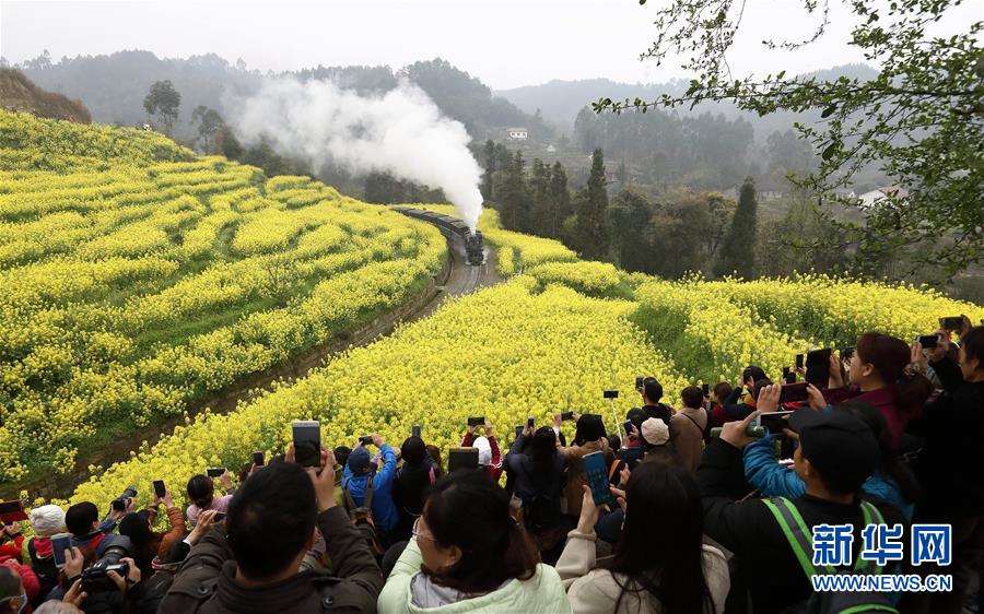 菜の花畑とSLで地元観光業(yè)も活性化　四川省