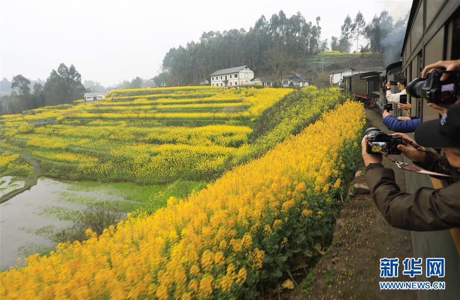 菜の花畑とSLで地元観光業(yè)も活性化　四川省