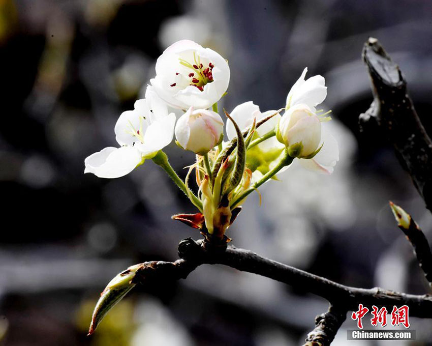 山肌や村々を覆い盡す満開迎えた梨の花　四川金川