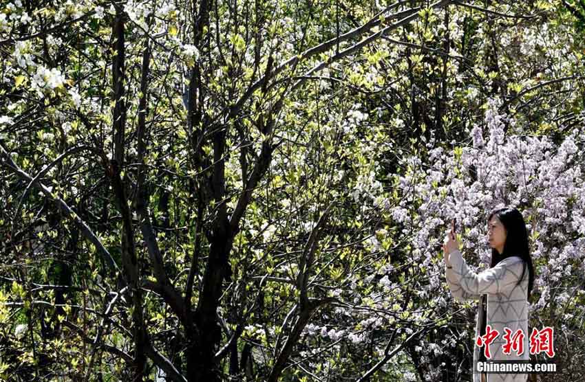 山肌や村々を覆い盡す満開迎えた梨の花　四川金川