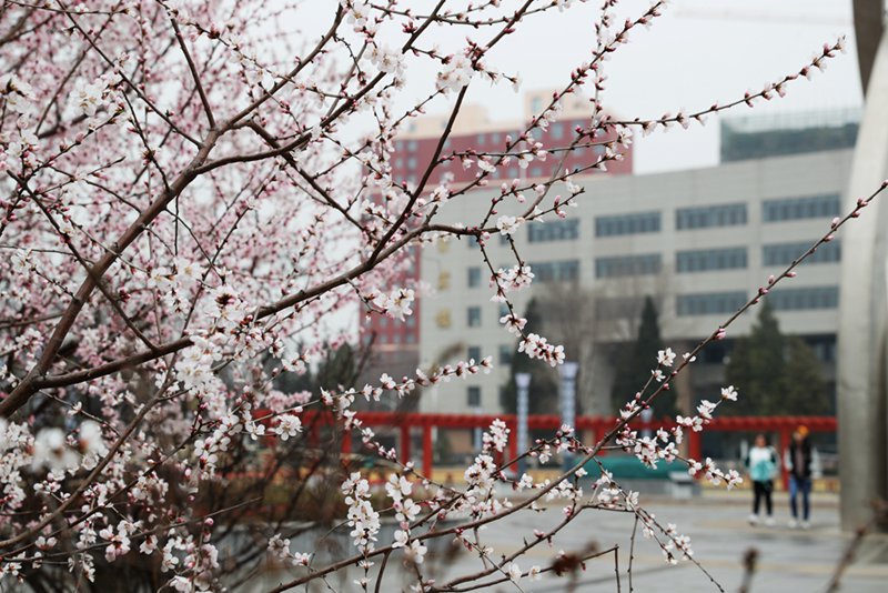 全國(guó)各地の大學(xué)キャンパス、春爛漫の景色に