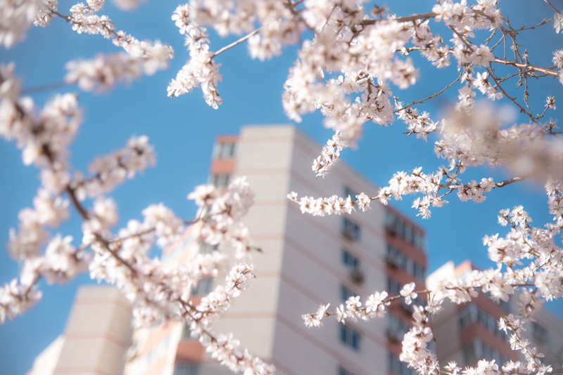 中國人民大學：キャンパスでは桃の花が開花した（撮影?宋欣然）。