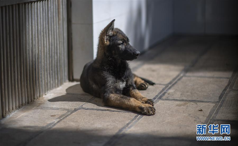 中國初のクローン警察犬が「入學」　昆明で訓練へ