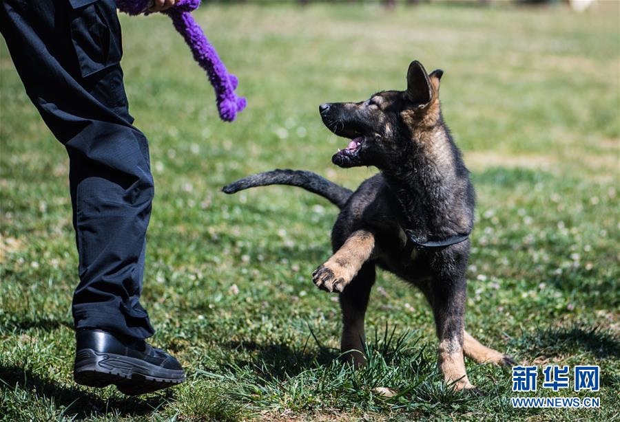 中國初のクローン警察犬が「入學(xué)」　昆明で訓(xùn)練へ