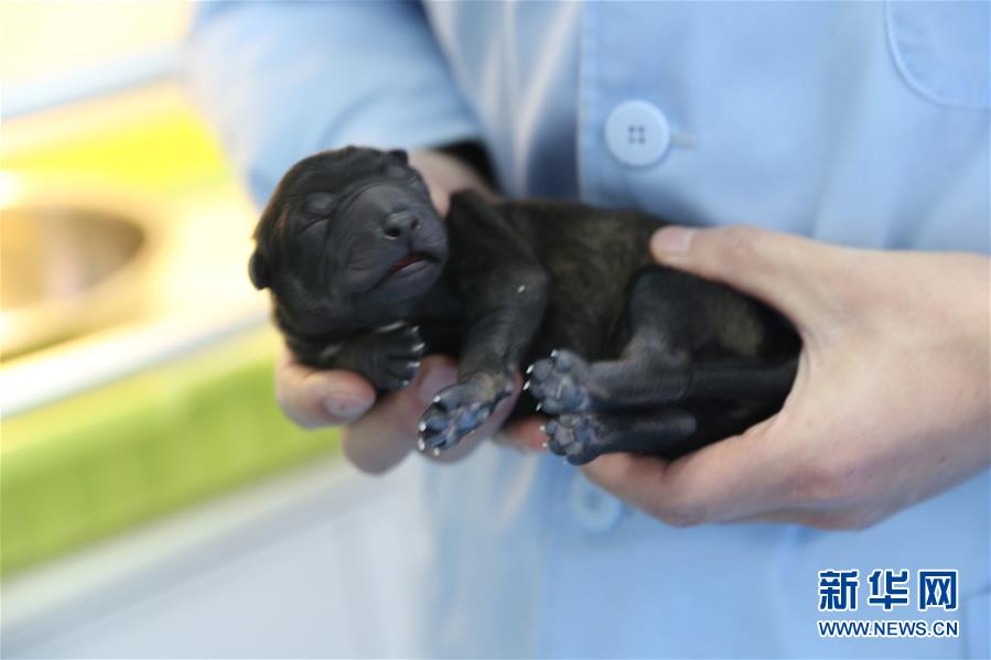 中國(guó)初のクローン警察犬が「入學(xué)」　昆明で訓(xùn)練へ