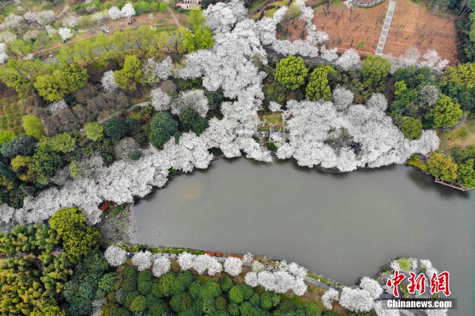 湖南省植物園の桜が満開　まるで春の雪景色