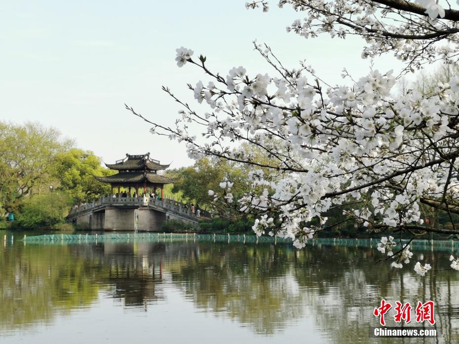 湖南省植物園の桜が満開　まるで春の雪景色