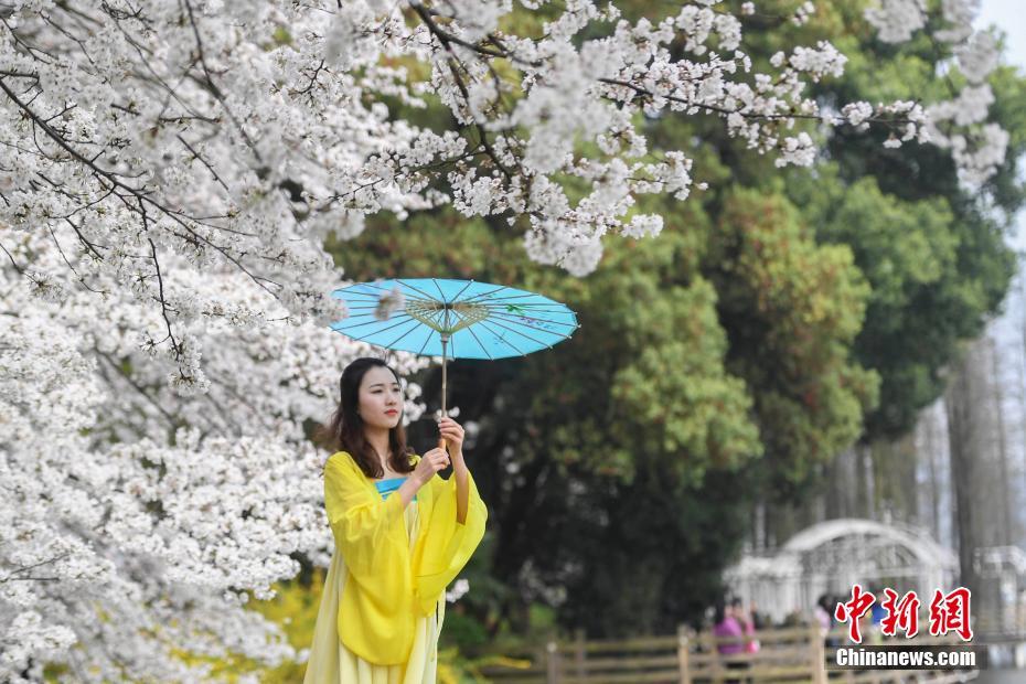 湖南省植物園の桜が満開　まるで春の雪景色