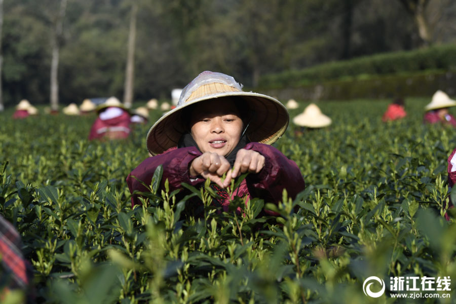 茶摘みをする杭州市梅家塢村の茶農(nóng)家。