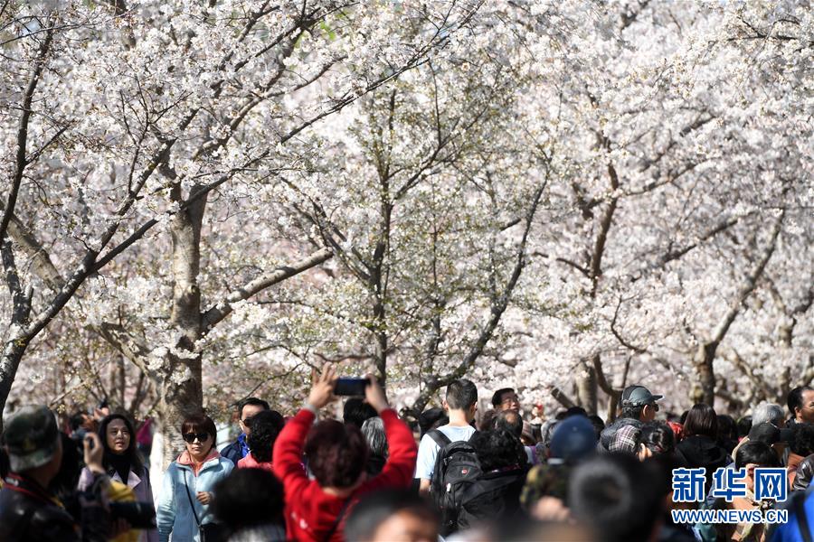 見ごろ迎えた北京玉淵潭公園の桜