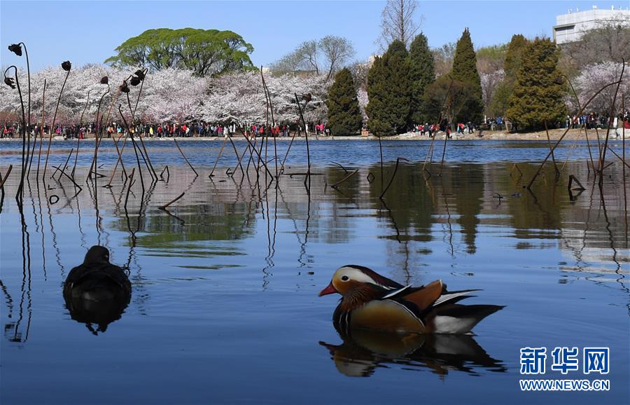 見(jiàn)ごろ迎えた北京玉淵潭公園の桜