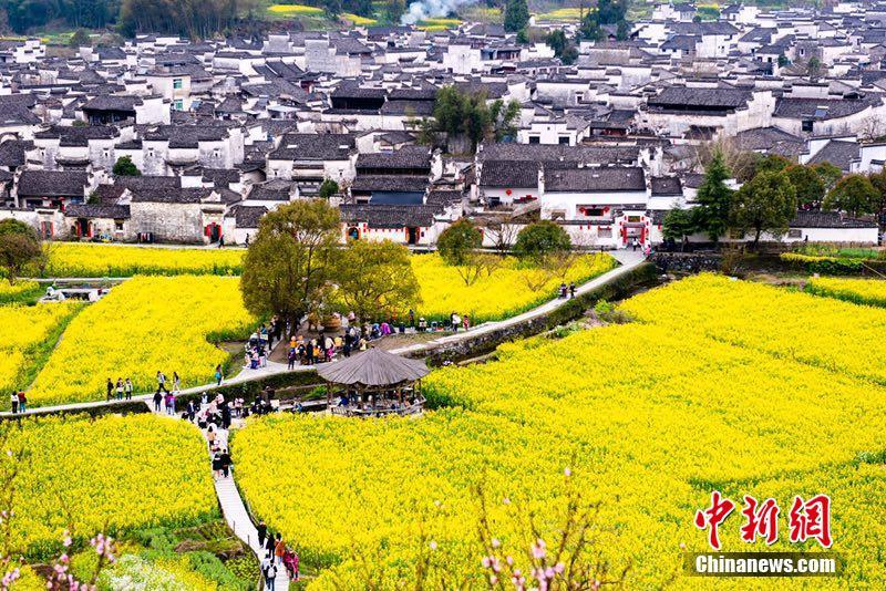 菜の花に囲まれた徽州建築　安徽省