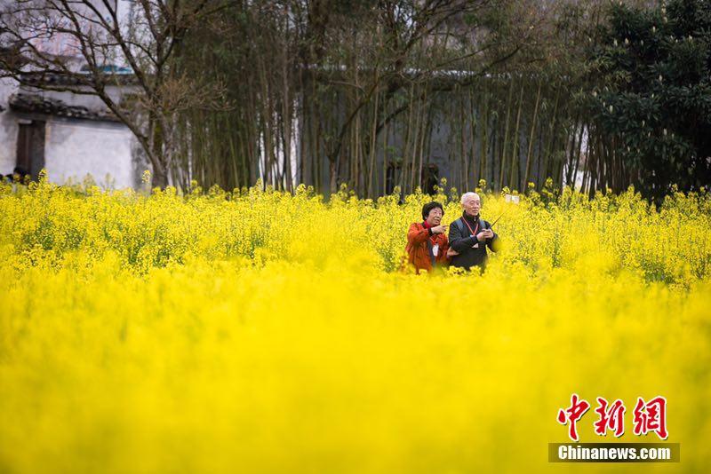 菜の花に囲まれた徽州建築　安徽省