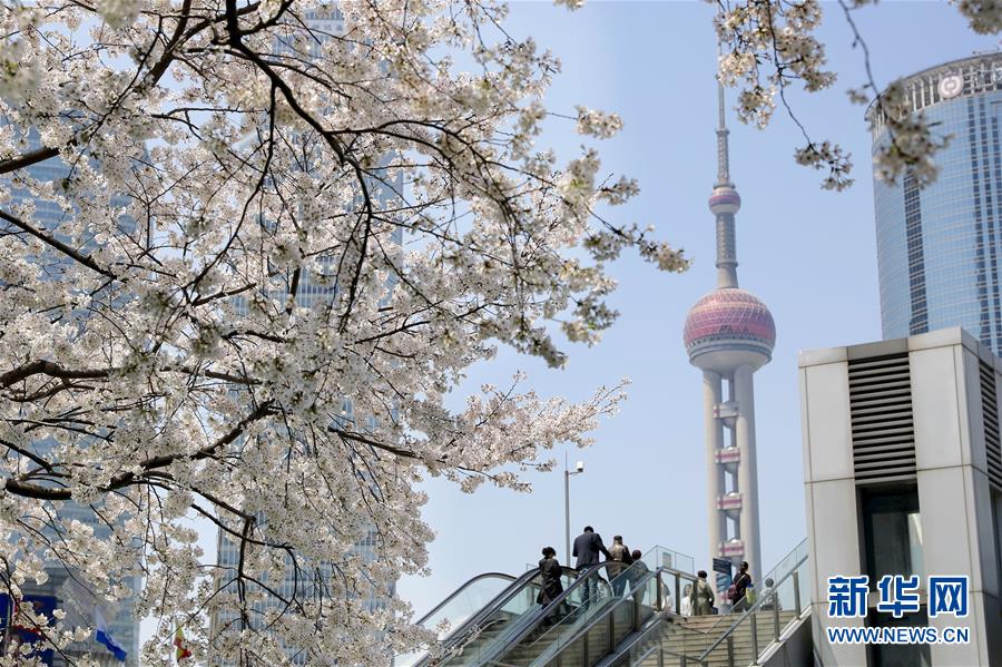 春光にきらめく満開の桜　上海陸家嘴