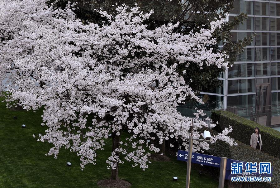 春光にきらめく満開の桜　上海陸家嘴