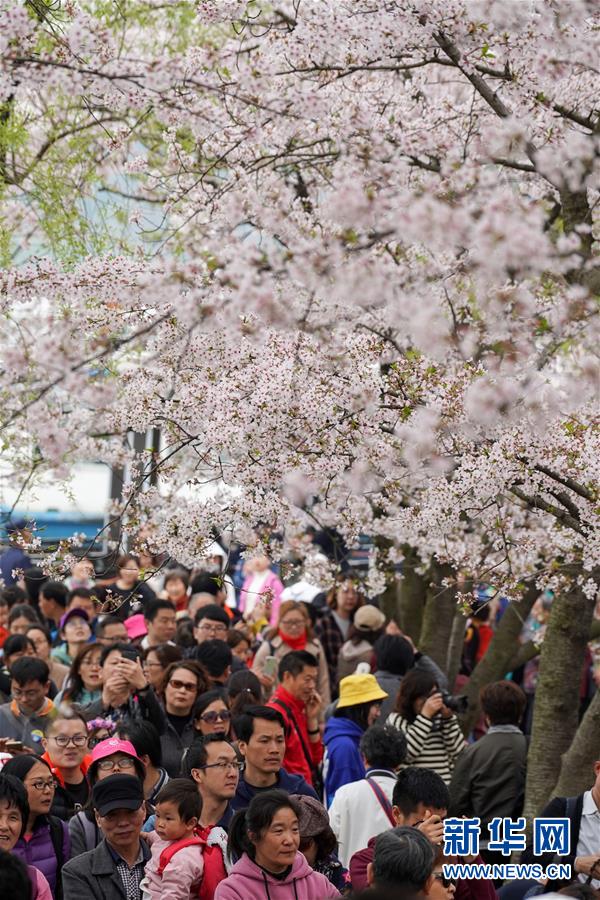 無錫の太湖に春の訪れ　江蘇省