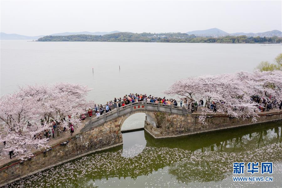 黿頭渚景勝區(qū)に押し寄せた花見客（4月2日ドローンによる撮影?李博）。