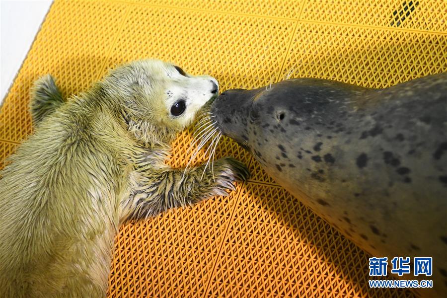 誕生まもないアザラシの赤ちゃんに寄り添う母親アザラシ（撮影?王建威）。