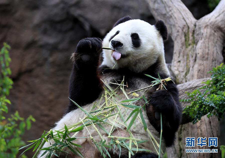 4月6日、米サンディエゴ動物園のパンダ館で竹を食べるパンダの「白雲(yún)」（撮影?李穎）。