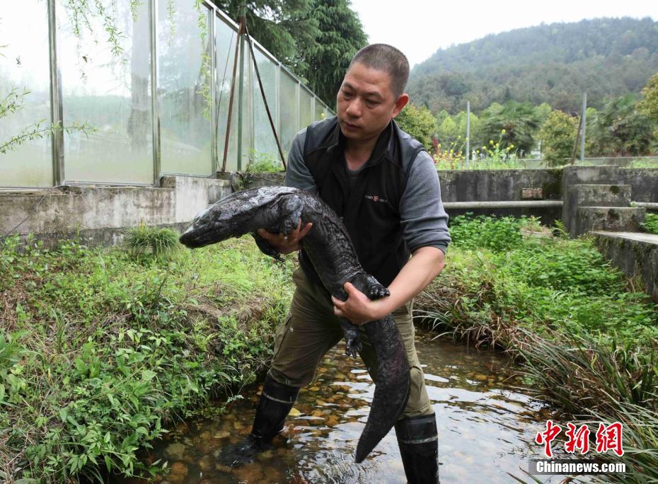 世界自然遺産で働く「サンショウウオのお父さん」