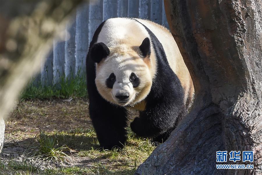 デンマーク女王がコペンハーゲン動物園のパンダ館でテープカット