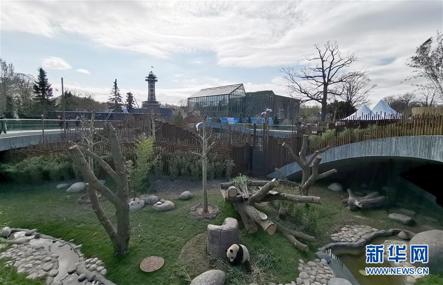 デンマーク女王がコペンハーゲン動(dòng)物園のパンダ館でテープカット