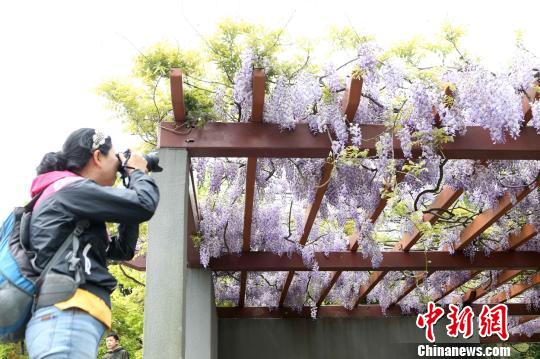 樹(shù)齢470年以上のフジの花が上海で開(kāi)花