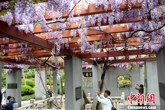 開(kāi)花シーズンを迎え、薄紫色の花が風(fēng)に揺れる様子（撮影?王亜東）。