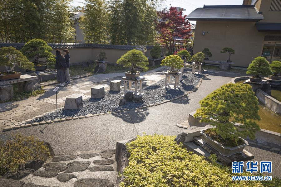 さいたま大宮盆栽美術(shù)館の盆栽庭園（4月13日撮影?杜瀟逸）。