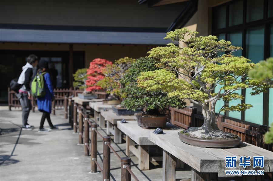 世界庭園巡り　さいたま市大宮盆栽美術(shù)館