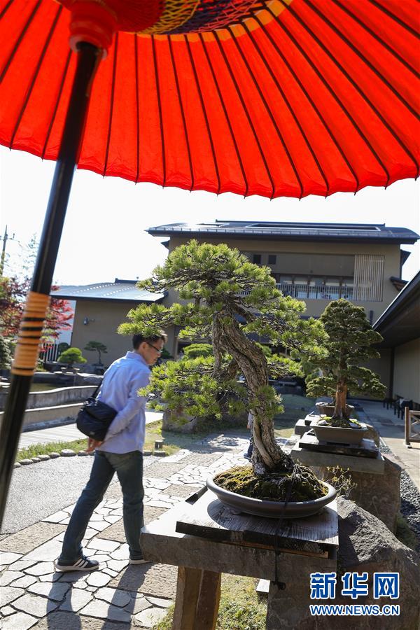 世界庭園巡り　さいたま市大宮盆栽美術(shù)館