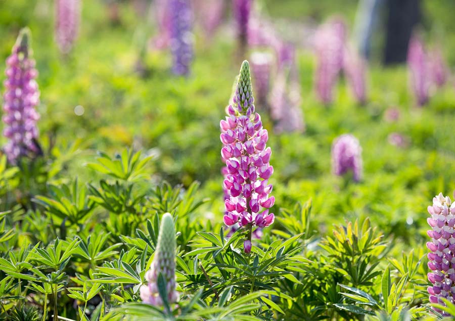 美しい花を咲かせるルピナスの様子（撮影?張妙茵）。