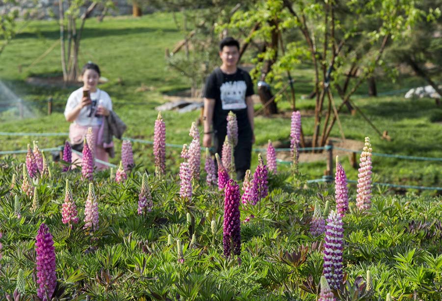 玉淵潭公園でルピナス10萬株が「塔」のような豪華な花咲かせる　北京市