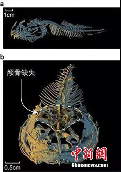 水深7千メートルの超深海に生息するハナミノカサゴの実態(tài)が明らかに