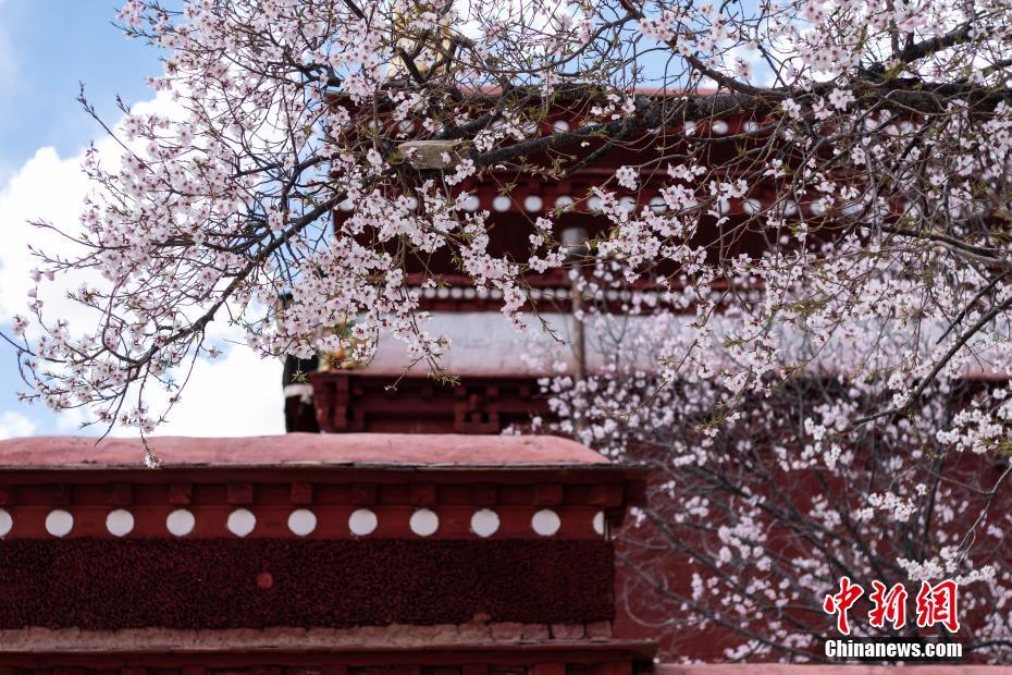 モモの花が満開(kāi)となったパボンカ寺院（撮影?何蓬磊）。