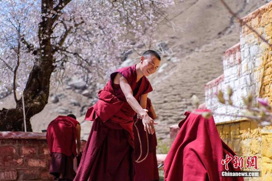 チベット自治區(qū)のパボンカ寺院周辺のモモの花が満開に