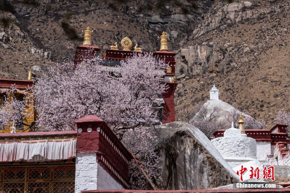 チベット自治區(qū)のパボンカ寺院周辺のモモの花が満開に