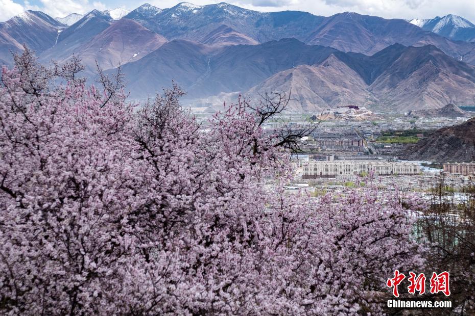 チベット自治區(qū)のパボンカ寺院周辺のモモの花が満開(kāi)に