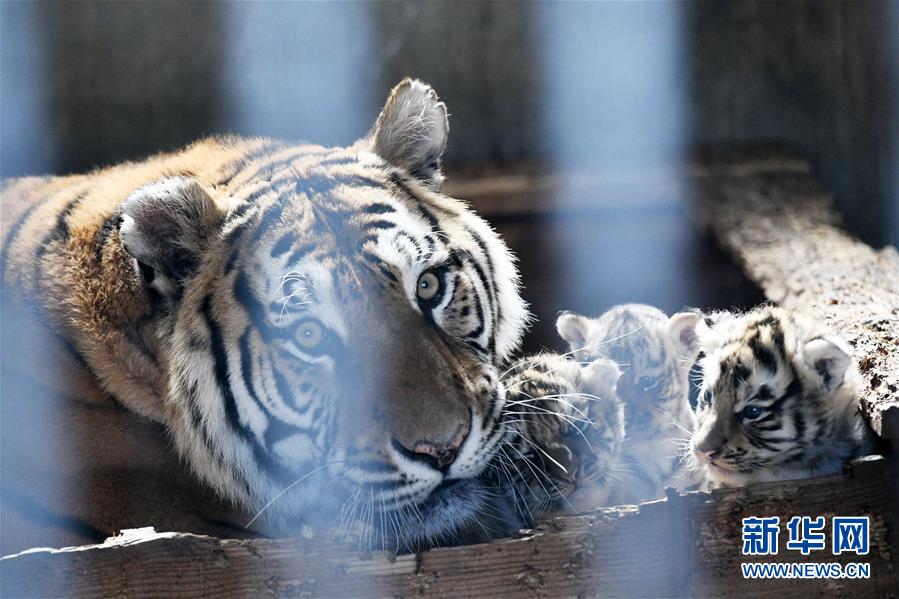 黒竜江の飼育繁殖基地でアムールトラ20匹が誕生