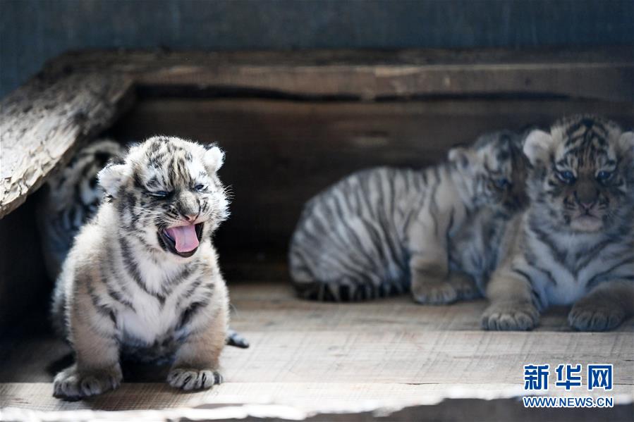 黒竜江の飼育繁殖基地でアムールトラ20匹が誕生