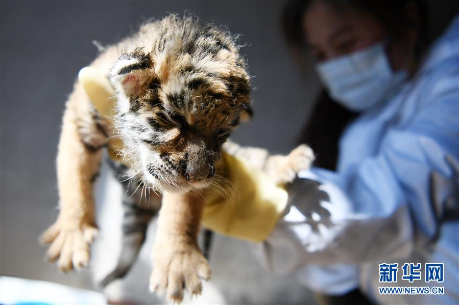 黒竜江の飼育繁殖基地でアムールトラ20匹が誕生