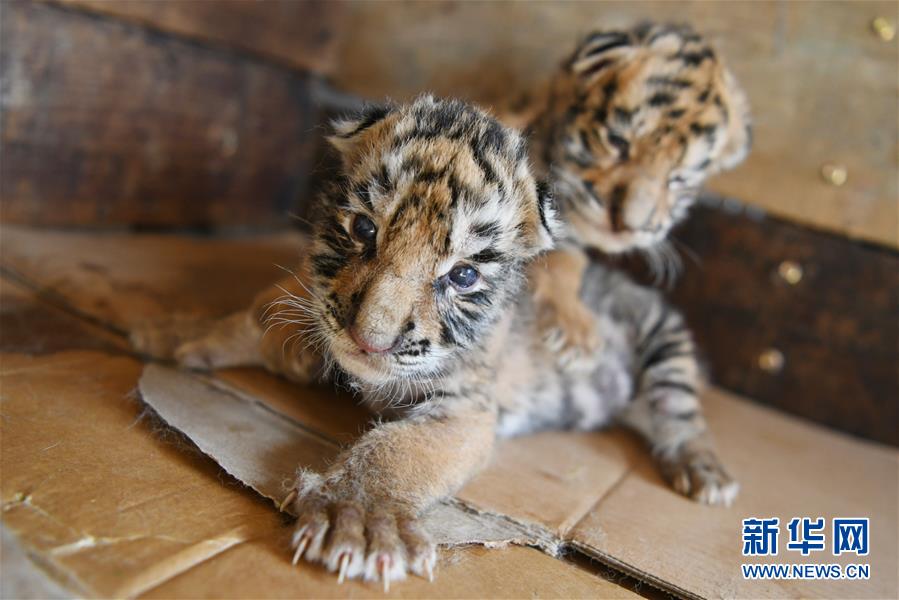 黒竜江の飼育繁殖基地でアムールトラ20匹が誕生