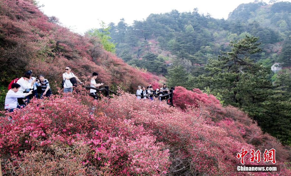 4月20日、アザレアが満開になり花見客でにぎわう亀峰山（撮影?汪立敏）。