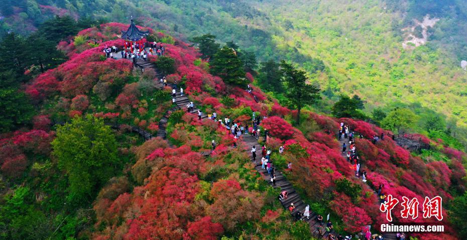 山覆う鮮やかなツツジ　満開迎えた湖北省麻城市