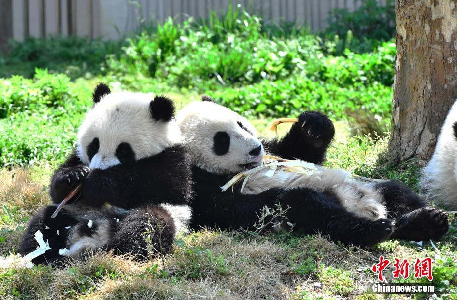 春の光浴び、のんびりゆったりパンダの赤ちゃん　四川の「パンダ幼稚園」