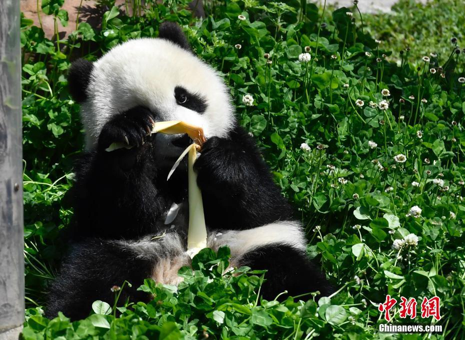 春の光浴び、のんびりゆったりパンダの赤ちゃん　四川の「パンダ幼稚園」