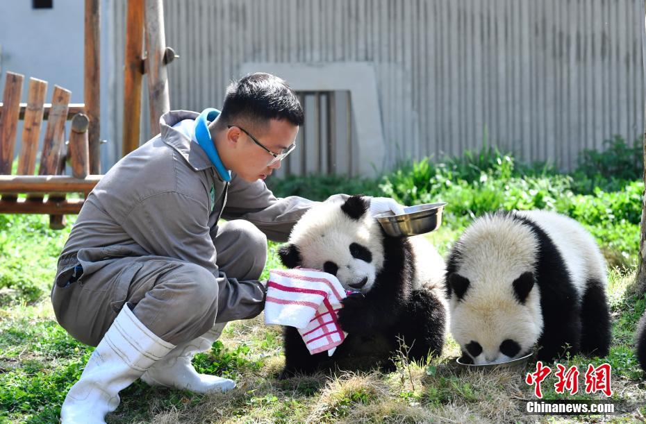 春の光浴び、のんびりゆったりパンダの赤ちゃん　四川の「パンダ幼稚園」