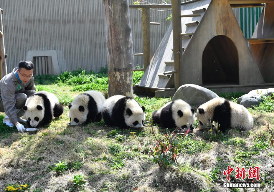 春の光浴び、のんびりゆったりパンダの赤ちゃん　四川の「パンダ幼稚園」