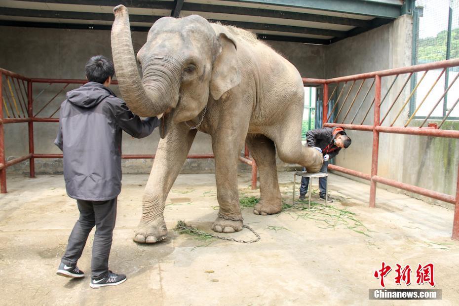 茜茜のフットケアをする無(wú)錫市動(dòng)物園の飼育員?陳さんたち（4月28日、撮影?孫権）。